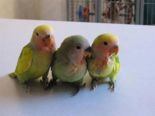 lovebirds_for_sale009_800x600 (Small).jpg