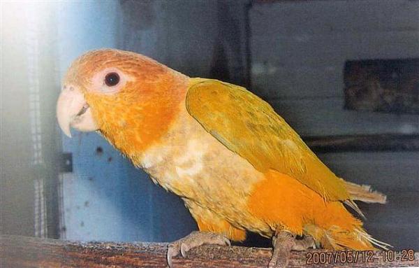 Mutation_YT_Caique (Small).jpg