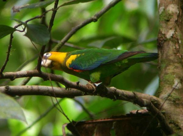 Saffron-headed-Parrot (Small).jpg