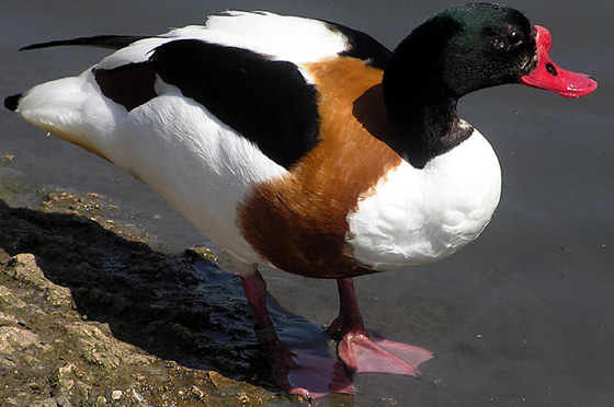 common_shelduck.jpg