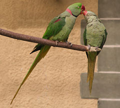 240px-Alexandrine_Parakeet_(Psittacula_eupatria)_pair_-2pc.jpg