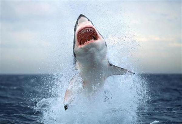 mbn_shark_wideweb__470x321,0 (Medium).jpg