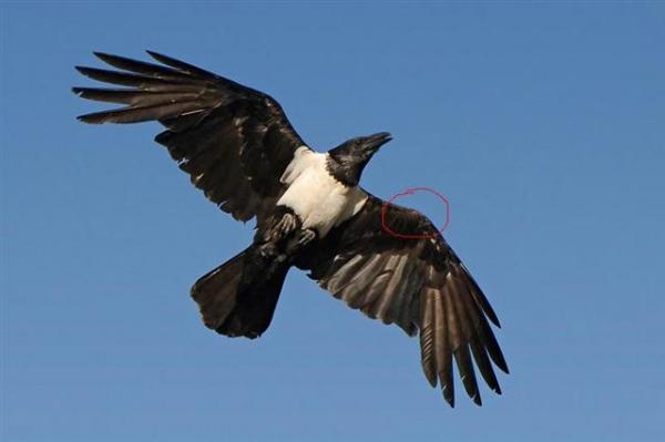 Pied_crow (Small).jpg