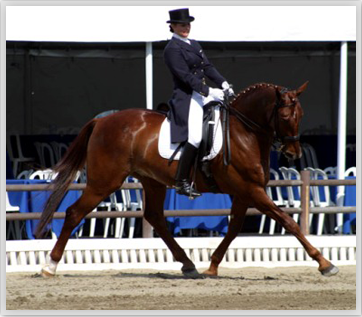 dressage_guide.png